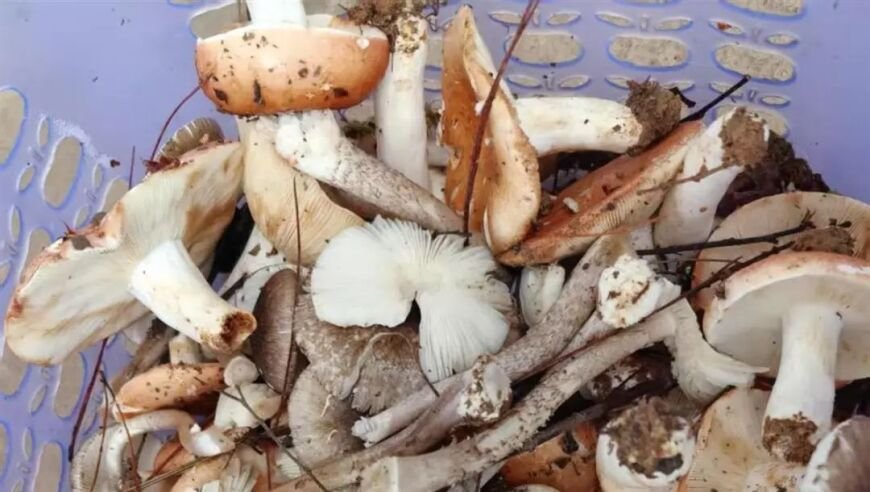 澳门彩旧开奖结果2025开奖记录查询,皇马2比1巴列卡诺 追平巴萨,创造力策略实施推广_界面版V13.9