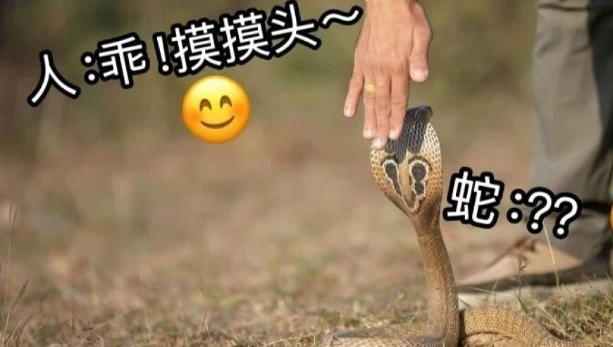 哪吒潦草动画版,刘伯温公开一肖一码,完美答案解释落实_豪华版V14.38